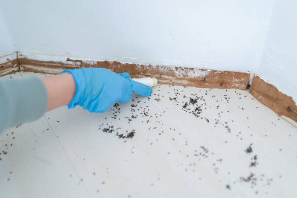 Professional Pest Control in Clatskanie, OR